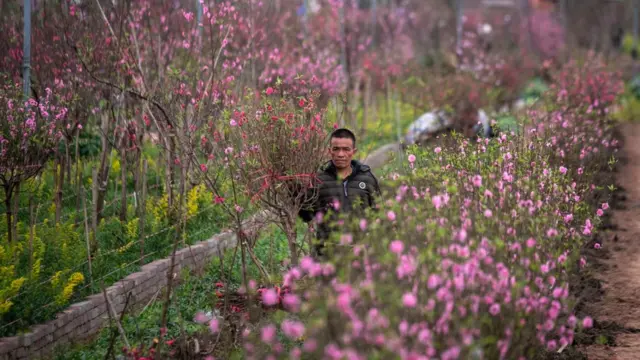 Đào bán ngày Tết thường là đào ăn quả, được người dân trồng