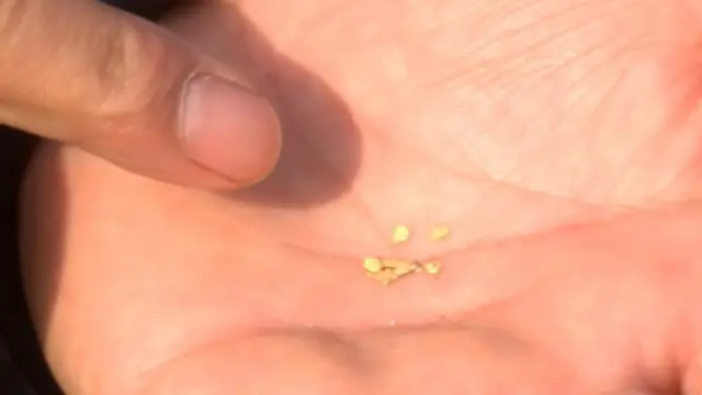 د خروارونو شګو له وینځلو وروسته ځینې کسان د زرو کوچنۍ ټوټې مومي.