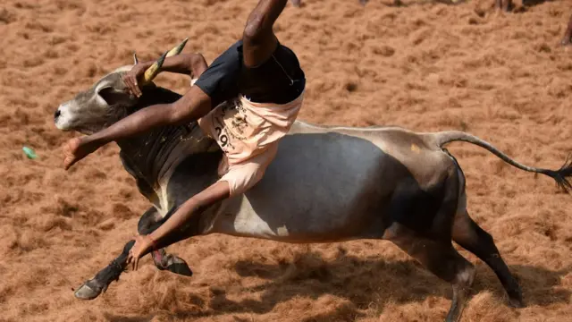 జల్లికట్టు పోటీలో ఓ దృశ్యం