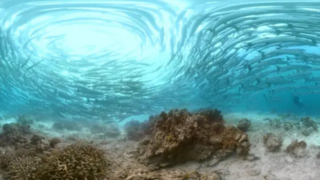 Peixes barracuda