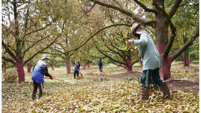 Tappanai Boonbandit/BBC thai