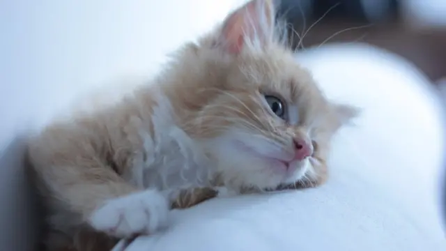 گربه‌، حیوان خانگی