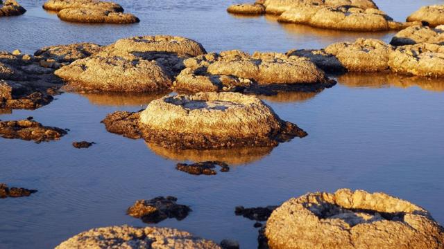 Les stromatolites sont des fossiles vivants et les plus anciennes formes de vie sur notre planète