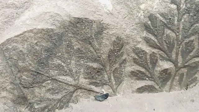 जीवाश्म