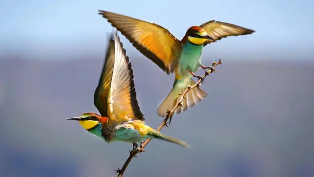 په پسرلی کې له ګاونډیو هېوادونو هم افغانستان ته د مرغانو سیلونه راځي او خپل مرغان یې هم له یوې سیمې بلې ته کوچېږي.