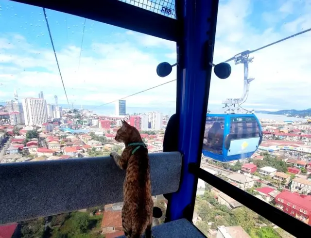 Kucing menaiki kereta gantung di Batumi, Georgia