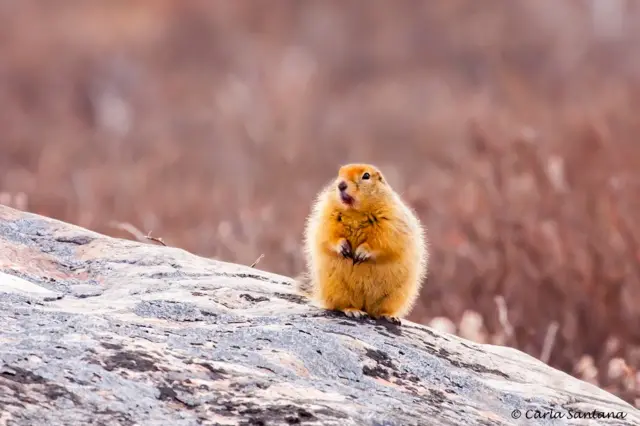 Ardilla en al Artico