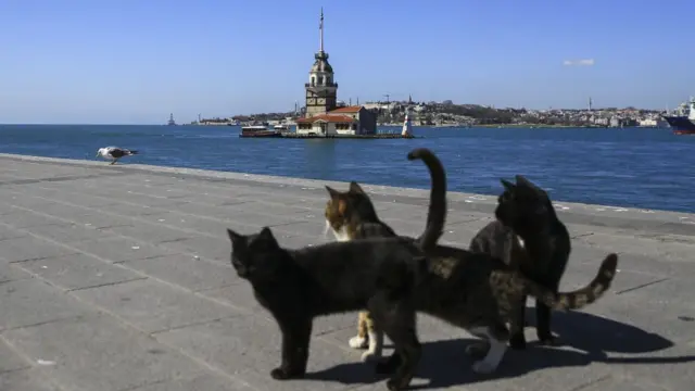 kucing, virus corona, pandemi