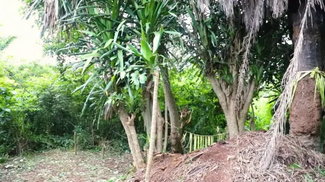 Inu igbo ti igi ọ̀pẹ naa wa