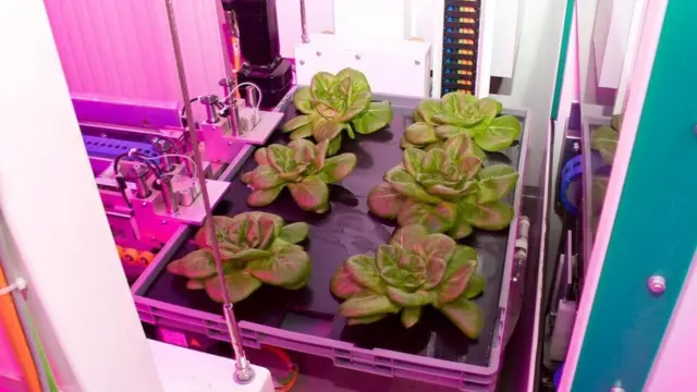 Una bandeja con un cultivo vertical