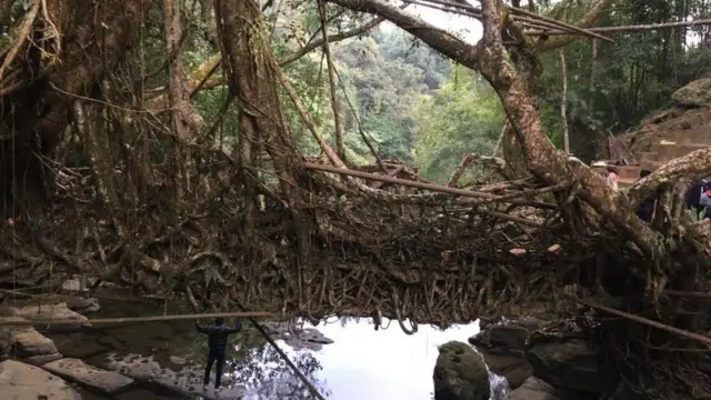 மேகாலயப் பழங்குடிகள் உருவாக்கிய வேர்ப் பாலம்