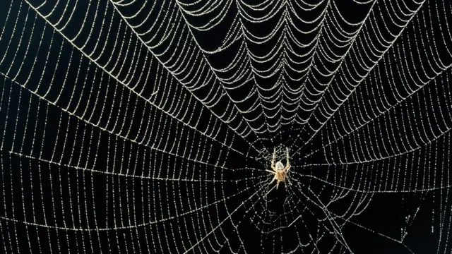 Tela de araña