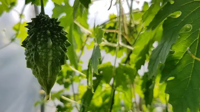 มะระขี้นก