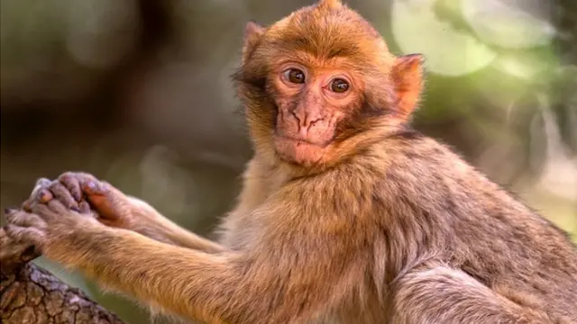 Un petit singe rouge dans une forêt près de Azrou dans les montagnes de l'Atlas