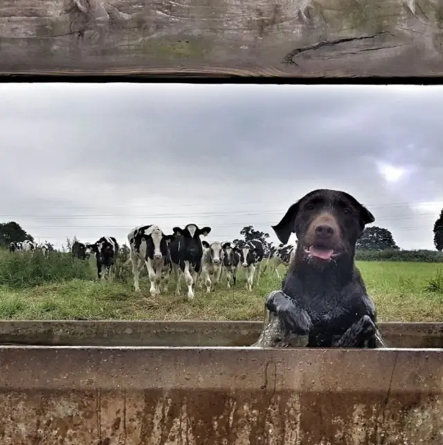 İneklerin su teknelerinde yıkanan bir köpek.