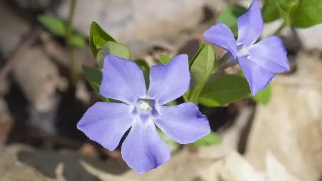 Vinca
