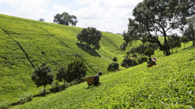 Watu wakichuma chai kwenye shamba karibu na Limuru, Kenya - Alhamisi 24 Machi 2022