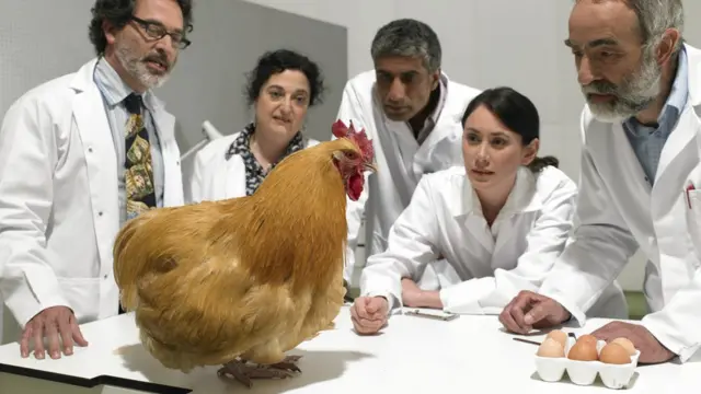 Os cientistas observam uma galinhaum laboratório