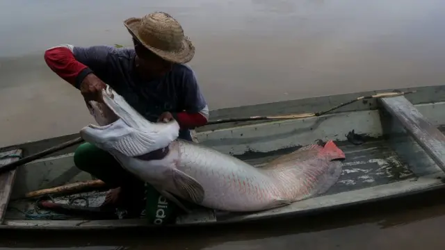 Рыба пиракуку