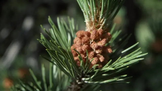 Шотландська сосна