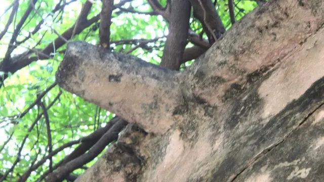 பழமை அமைப்பு