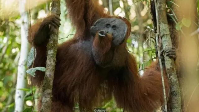 सीटी की भाषा