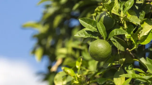 সবুজ মাল্টা