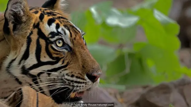 बांग्लादेश में बाघ