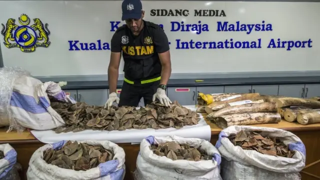 Malaysia, trenggiling