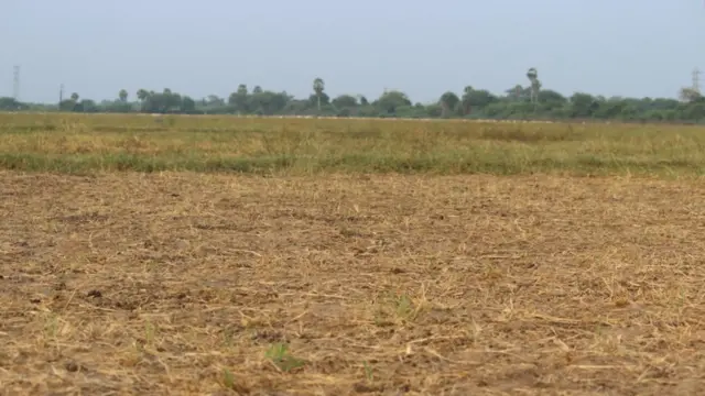 காவிரி நீர் உரிய காலத்தில் திறக்கப்படாததால், தஞ்சாவூர், திருவாரூர், நாகப்பட்டினம், கடலூர் உள்ளிட்ட காவிரி டெல்டா பகுதி மாவட்டங்களில் கடந்த ஐந்து ஆண்டுகளாகவே குறுவைப் பயிர்களைச் சாகுபடி செய்வது பாதிக்கப்பட்டிருந்தது.