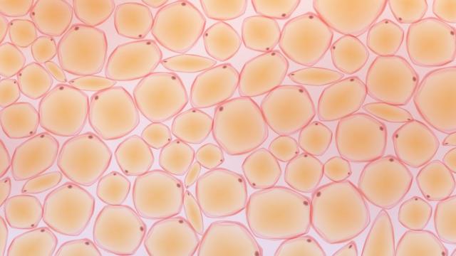 Representação do tecido adiposo