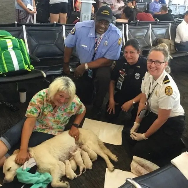 A cadela, os filhotes, a dona, e o timeesporte da sorte 1 realbombeiros do aeroporto