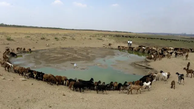 પાણી માટે વલખાં મારતા પ્રાણાીઓ