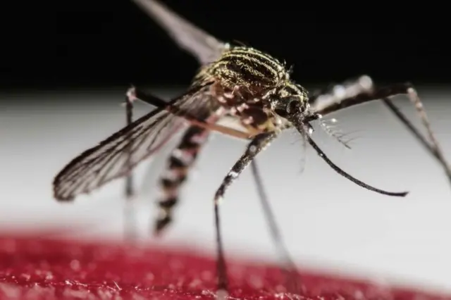 The mosquito Aedes Aegypti