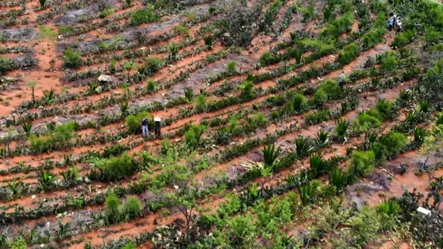 Vista aérea7games baixar o aplicativo do celularagrofloresta