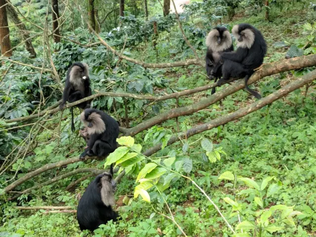 சிங்கவால் குரங்குகள்