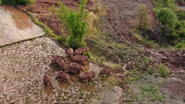 కున్మింగ్ జిల్లాలో ఏనుగులు