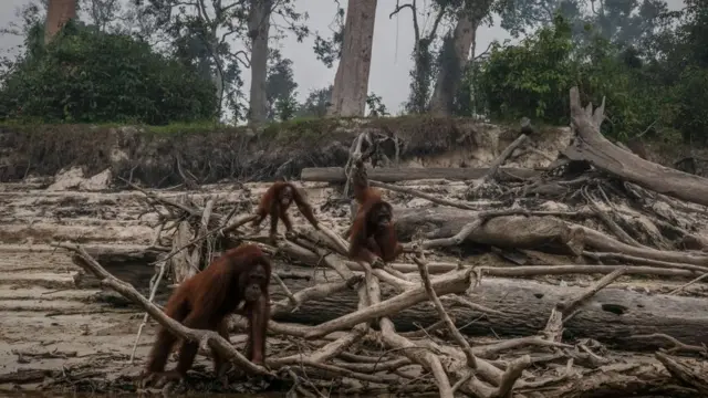 orangutanlar