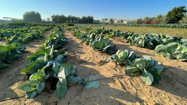 दुबई, वाळवंट