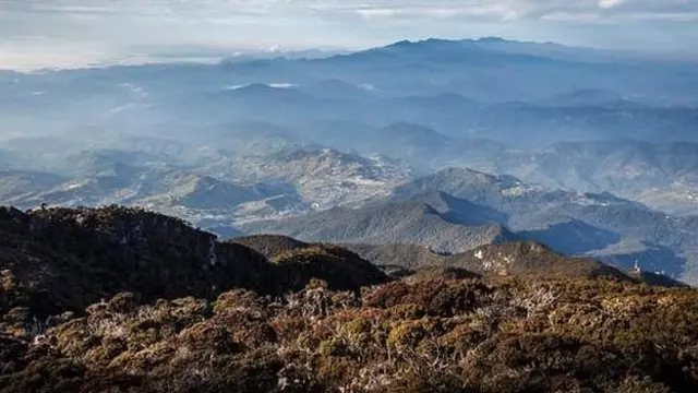 अमेज़न के जंगल