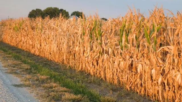 По мере изменения климата на Земле популярность засева облаков в целях орошения полей может расти