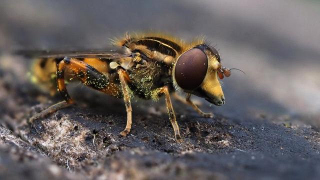 Mosca-das-flores cobertaestrela bet site oficialpólen