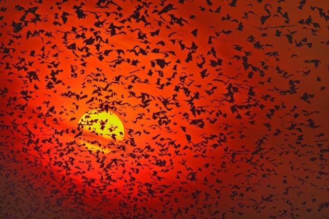 Silhouette photo of bats