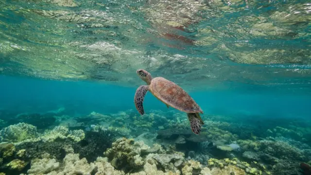 Морська черепаха