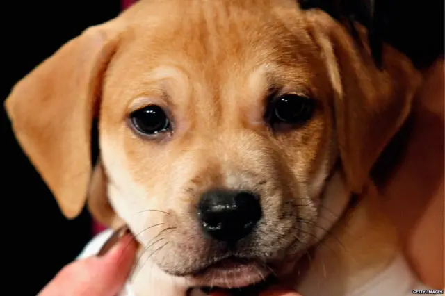 কুকুর, চীন