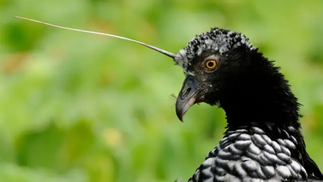 Michael Palin presents the horned screamer.