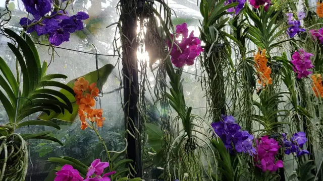 กล้วยไม้