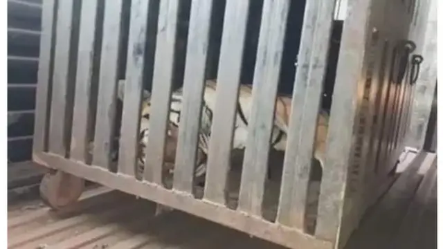 산림청은 사살된 호랑이의 부검을 실시할 예정이다