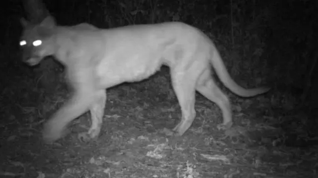 মেক্সিকোতে স্থানীয় কৃষকেরা জানতোই না কাছেপিঠে বনবিড়াল থাকে