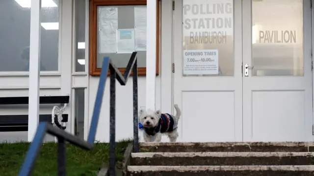 หมาที่เขตเลือกตั้ง